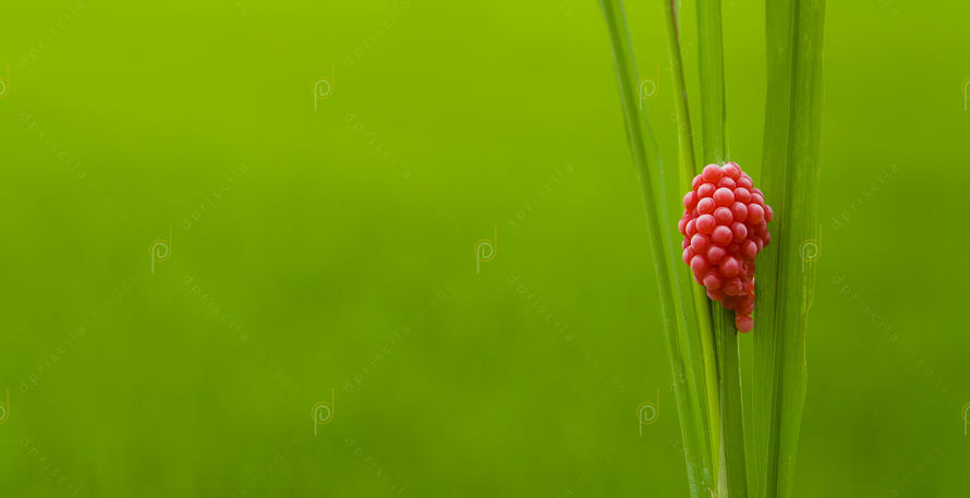There's beauty in simplicity....

and these snail eggs show us